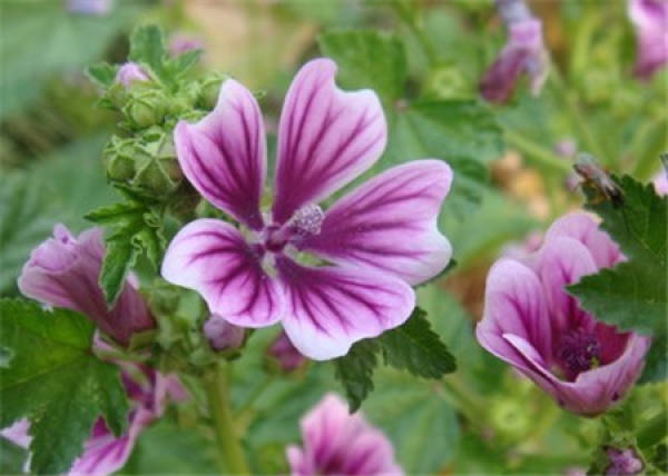 mixed hollyhock