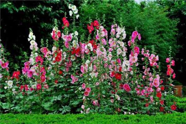 Ornamental hollyhock