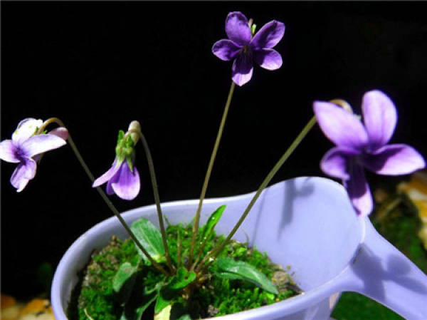 Seeding of Viola yedoensis