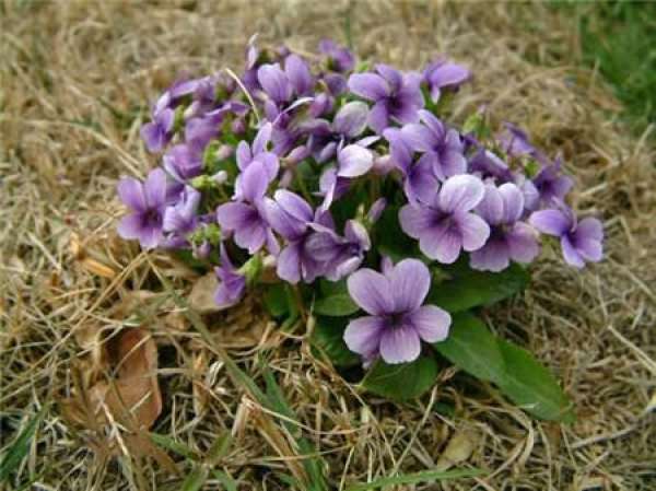 Florescence of Viola yedoensis