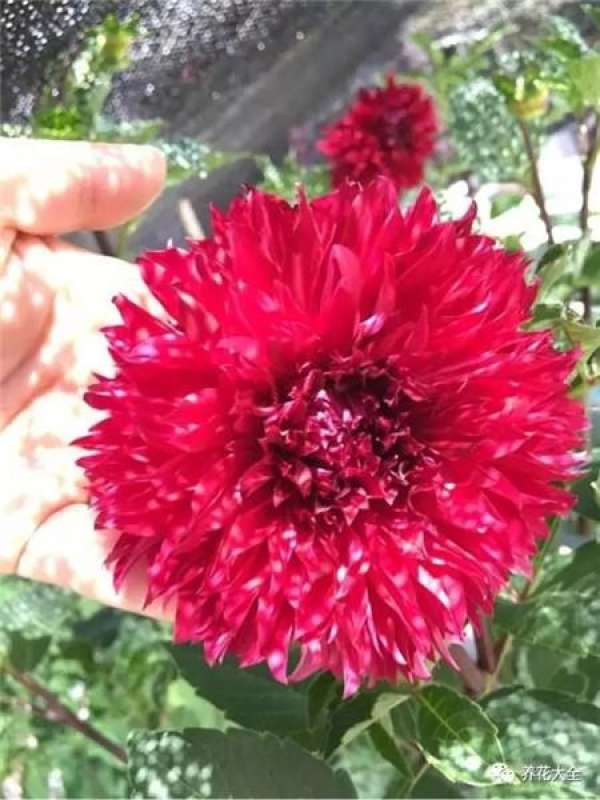 Dahlia