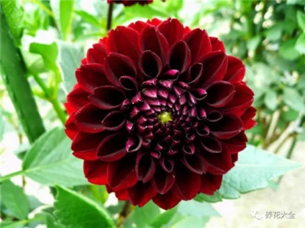 Dahlia
