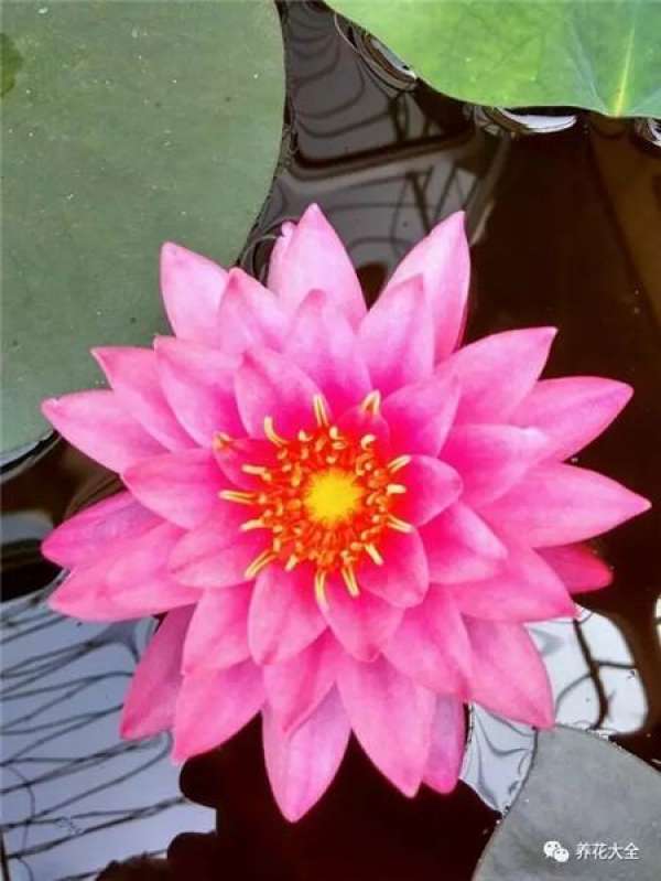Dahlia