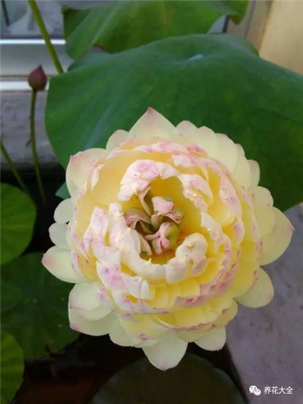 Dahlia