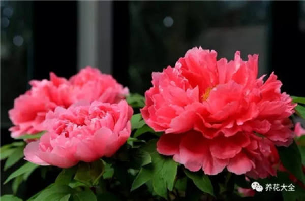 Dahlia