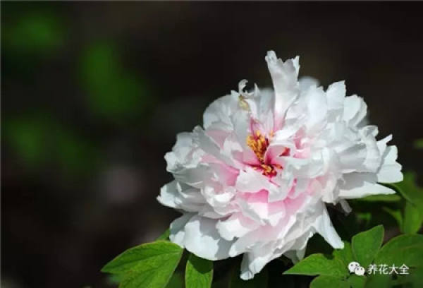 Peony Flower