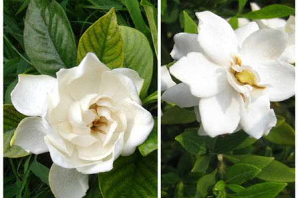 appearance difference between small gardenia and large Gardenia