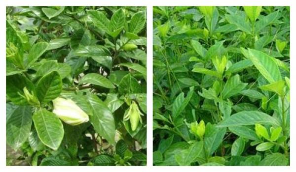Difference of leaf shape between Gardenia jasminoides and Gardenia jasminoides
