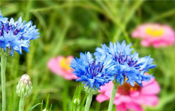 When does the bluebonnet bloom?