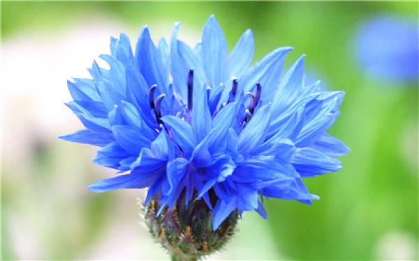 When does the bluebonnet bloom?