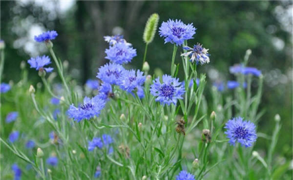 When does the bluebonnet bloom?