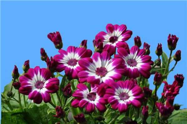 The Seedling Stage of Cineraria