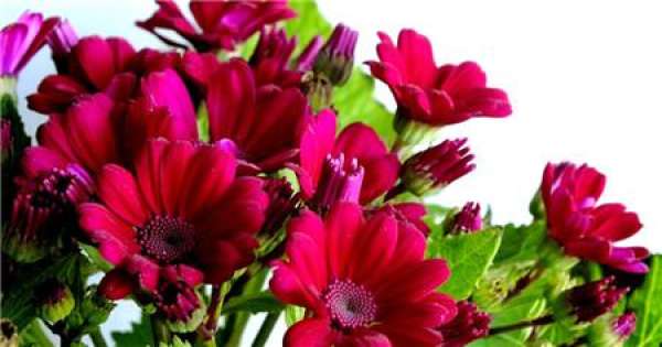 The Seedling Stage of Cineraria