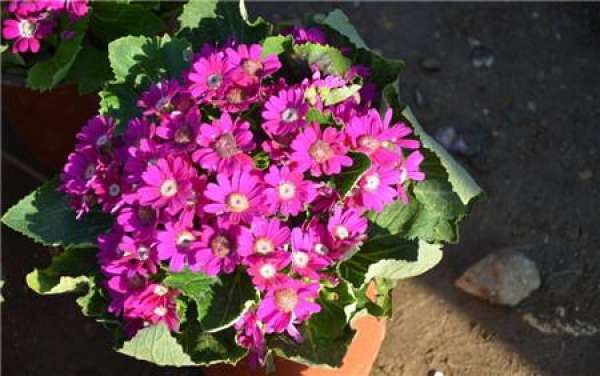 The Seedling Stage of Cineraria