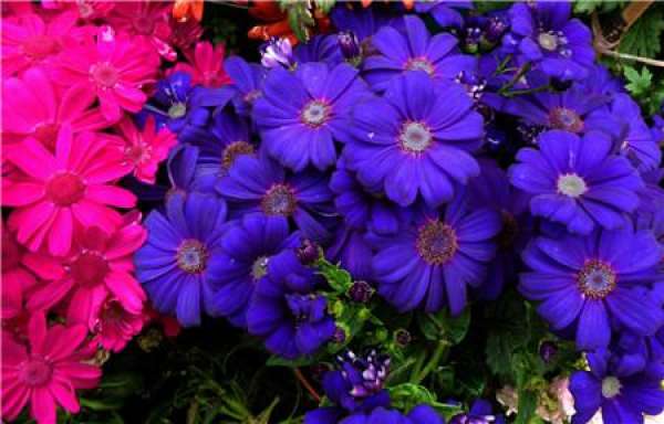 Seed maturation period of cineraria