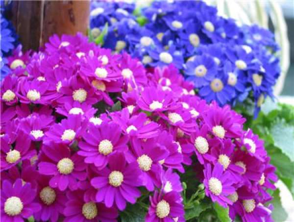 Sowing Cineraria in autumn