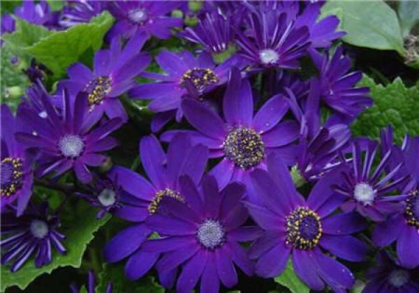 Sowing Cineraria in autumn