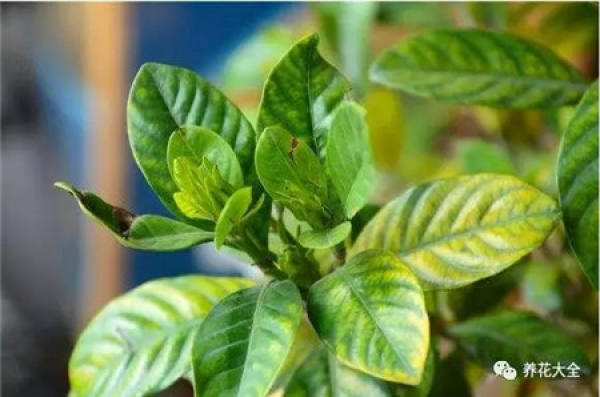 Gardenia