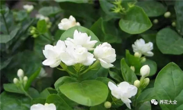 Gardenia
