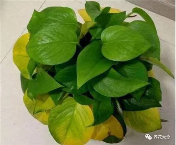 Gardenia