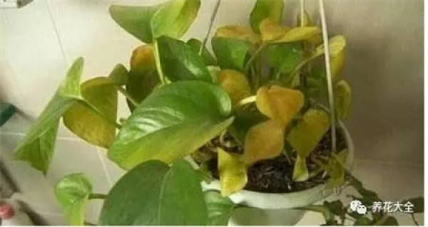 Gardenia