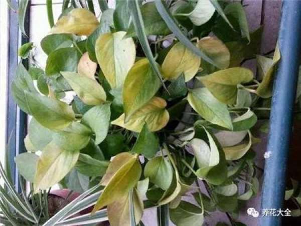 Gardenia