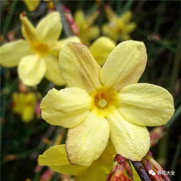 Winter jasmine