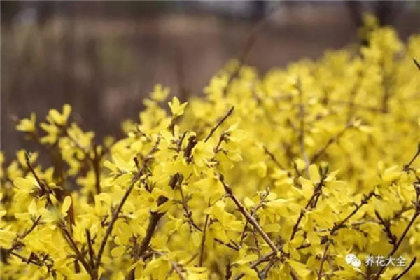 Winter jasmine