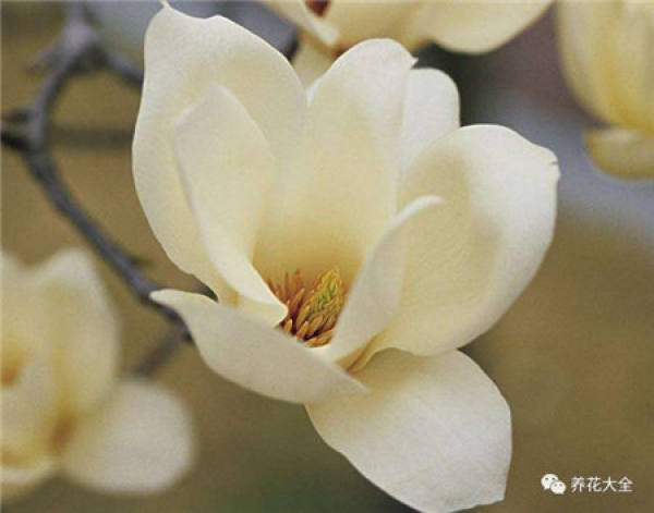 Winter jasmine