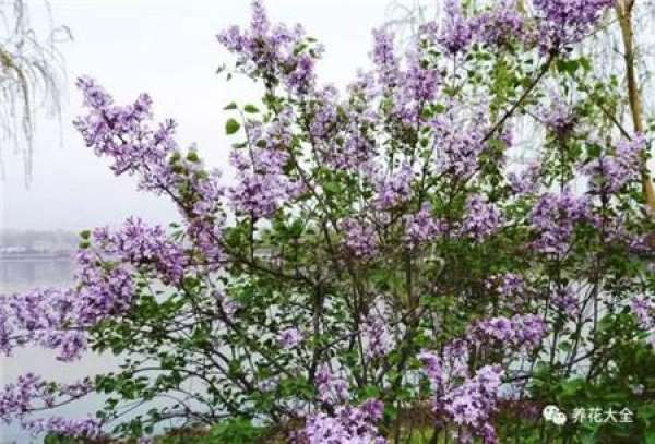 Winter jasmine