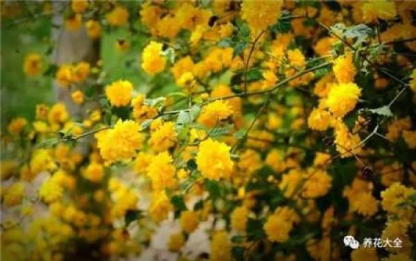 Winter jasmine