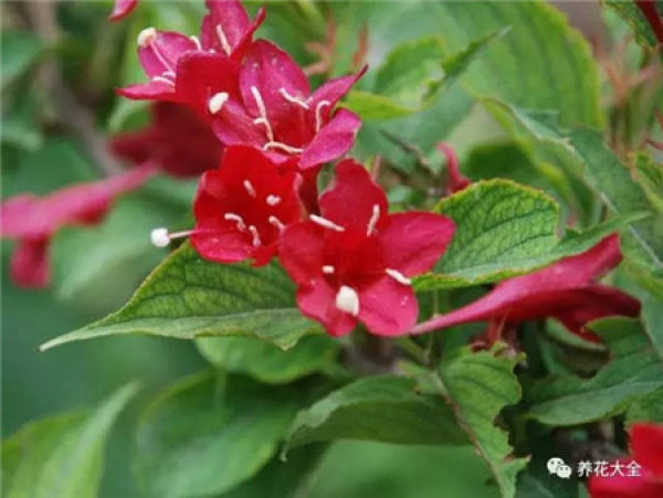 Winter jasmine