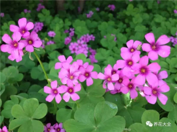 Winter jasmine