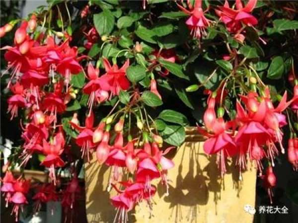 Winter jasmine