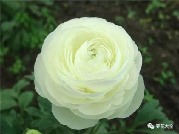 Ranunculus japonicus