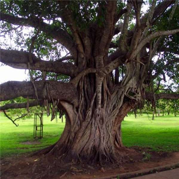 Banyan
