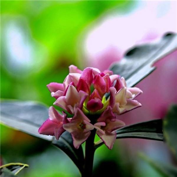 apply fertilizer with Daphne odora in Phnom Penh