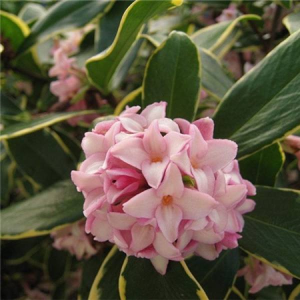 Daphne odora var. marginata fertilizer pictures
