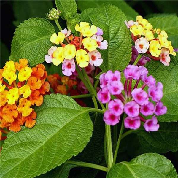 five color plum sowing and breeding
