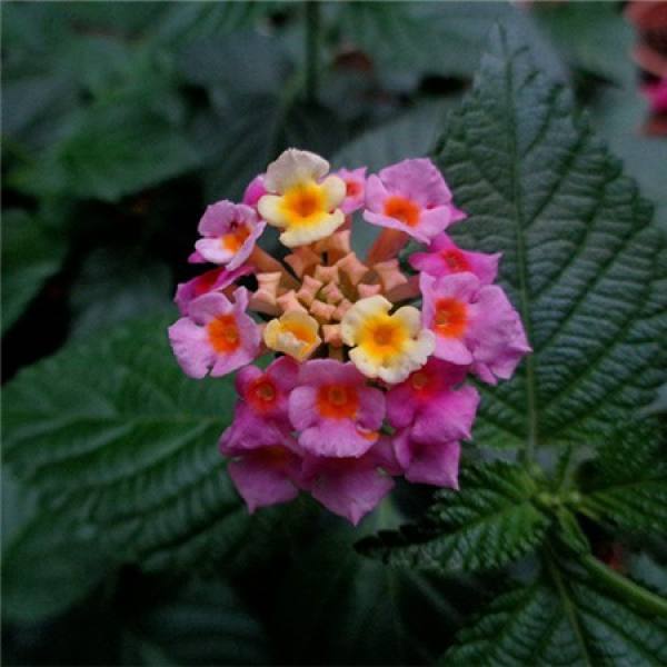five color plum shape