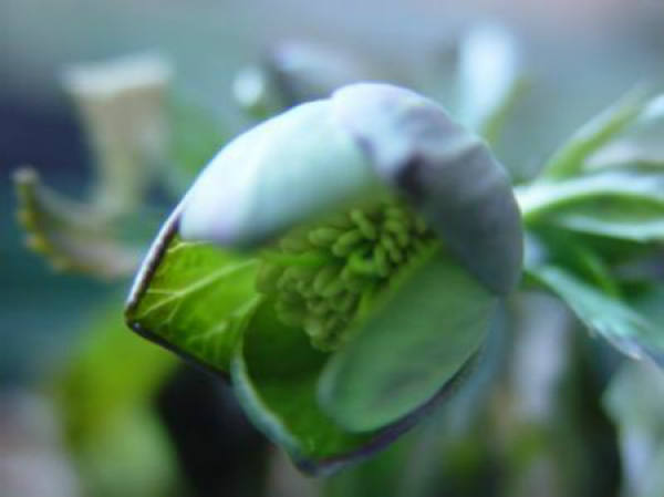 Hellebore