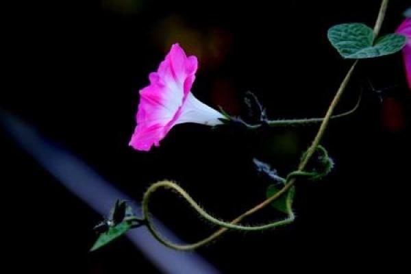 morning glory