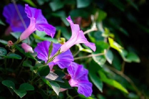 morning glory