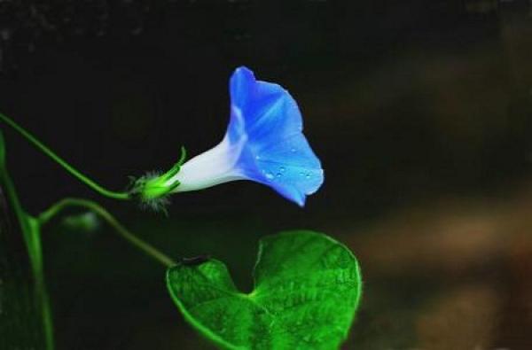 The discoloration of morning glory