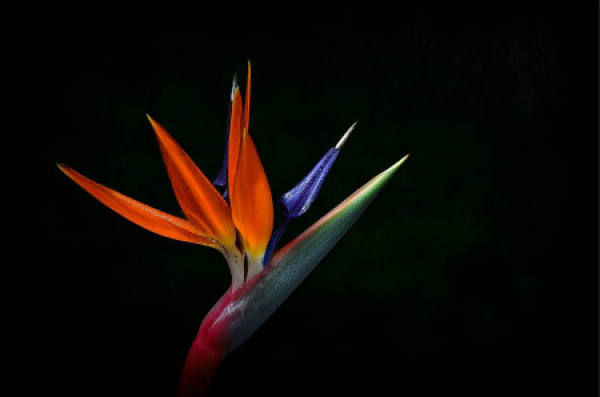 Strelitzia Regina