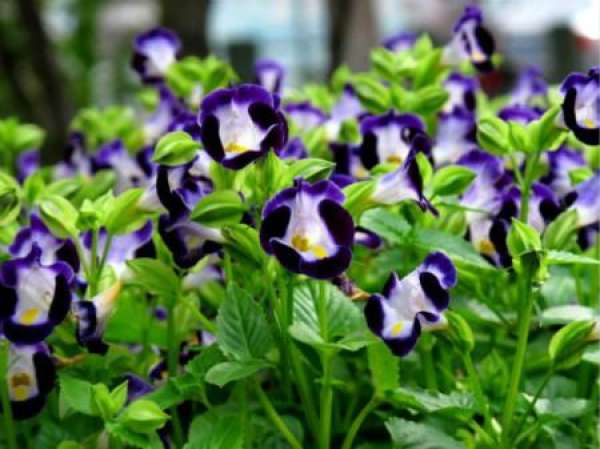 Summer Violet