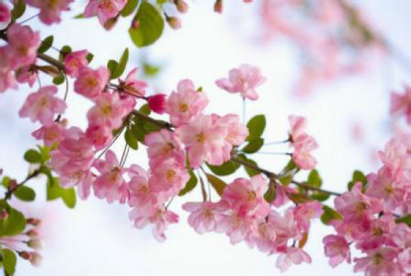 Nanking cherry blossoms