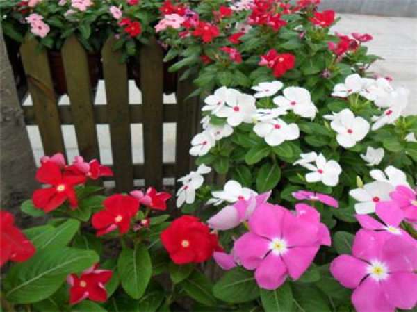 Florescence of Catharanthus roseus