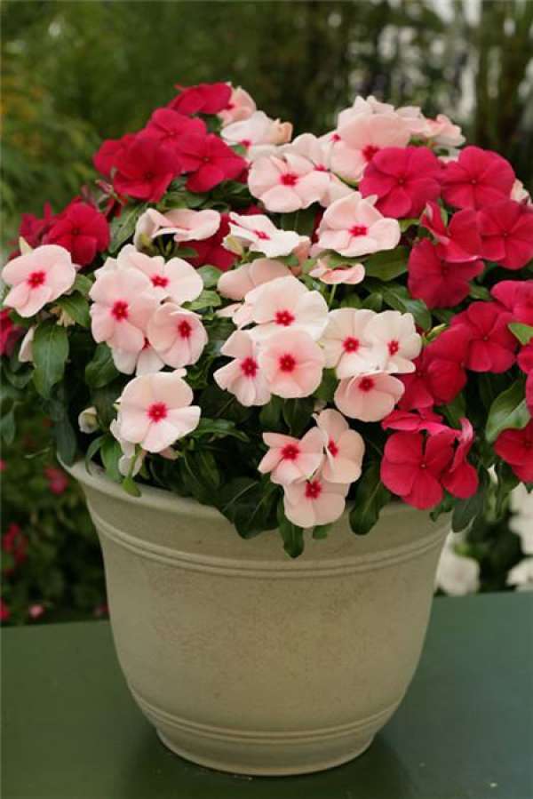 Florescence of Catharanthus roseus