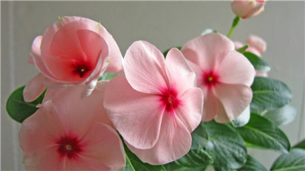 florescence of Catharanthus